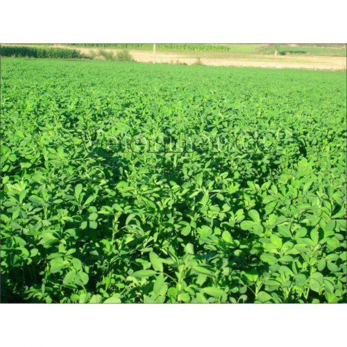 Sunter Yonca Tohumu 10 kg torba Sunter Yonca Tohumu 10 kg torba